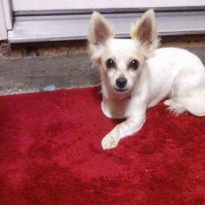 Meet your Posher, Rosa cortés